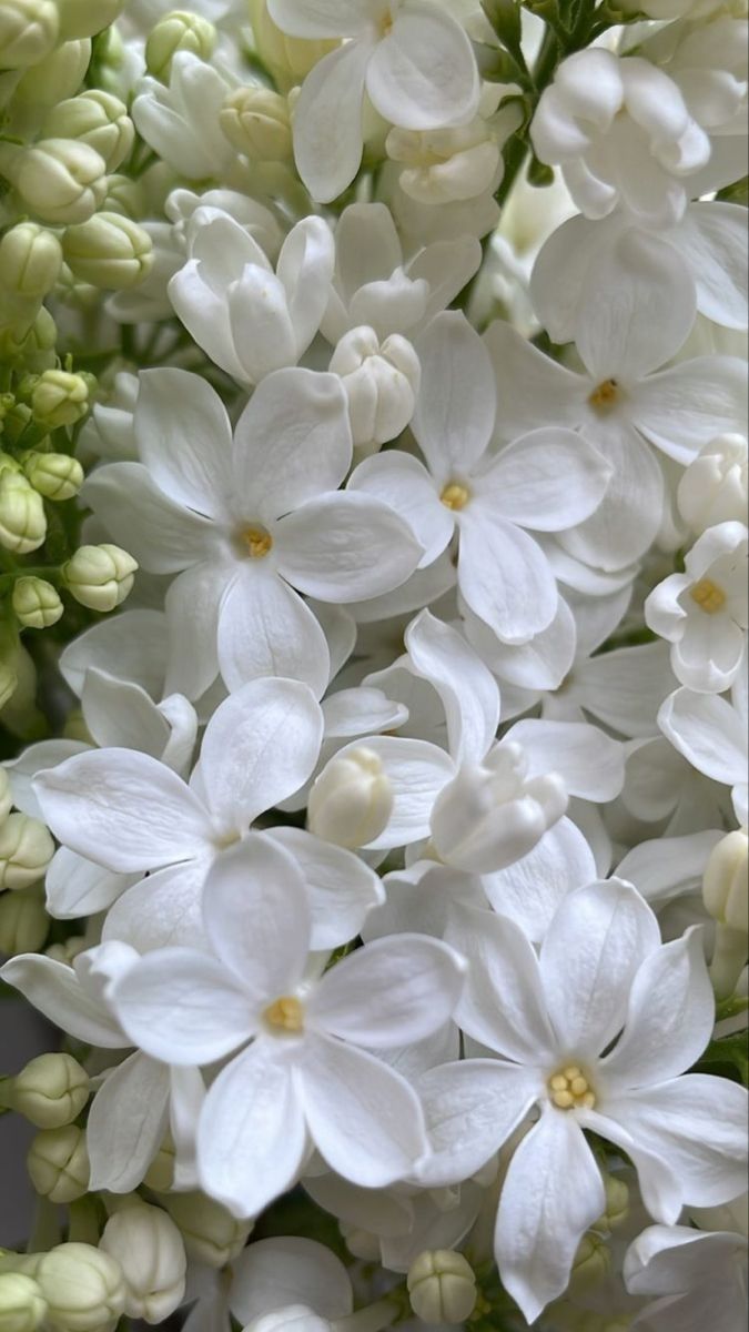 Chantilly Hydratante - Fleur de tiaré
