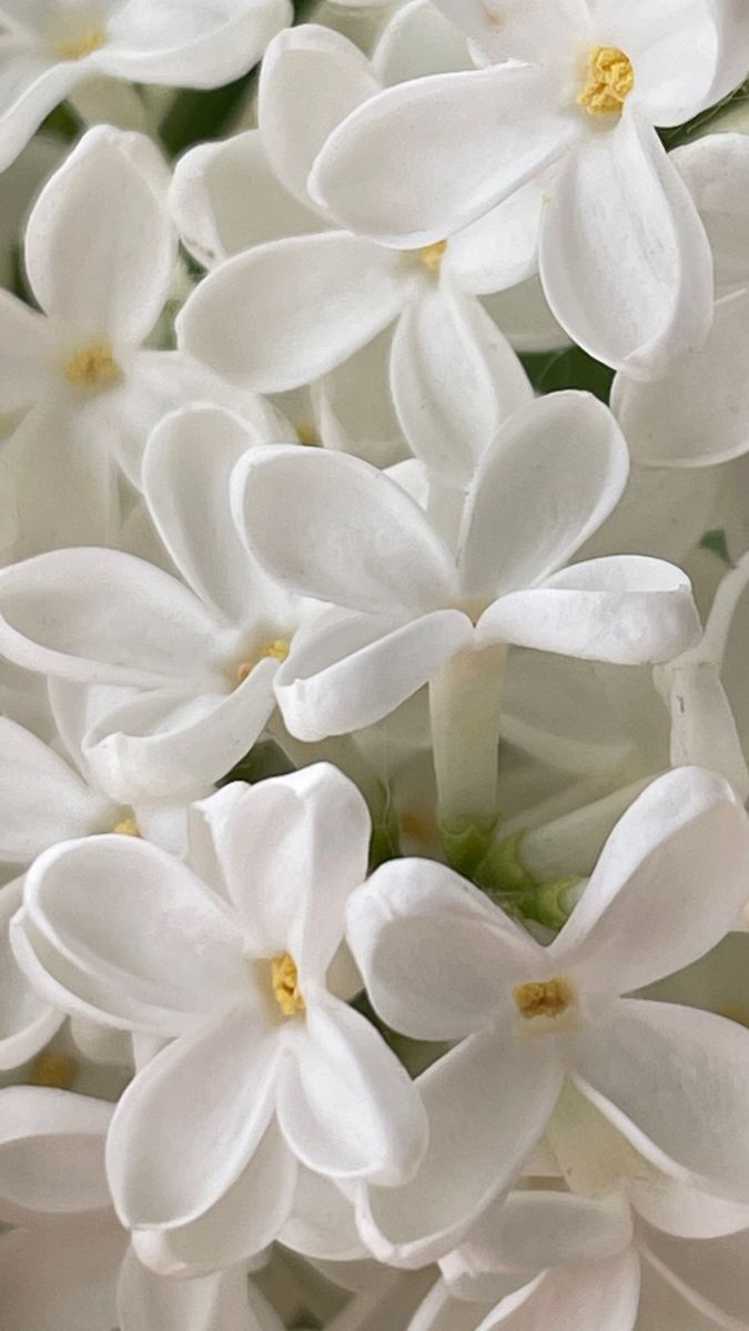 Chantilly Hydratante - Musc Blanc
